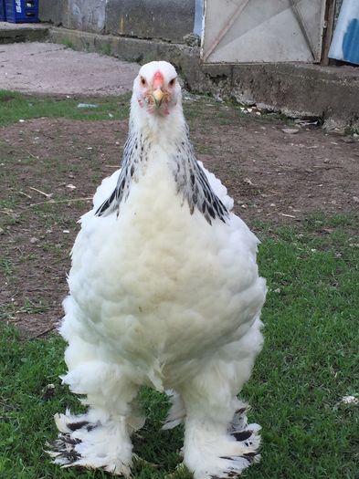 image - Brahma HD matca 2016