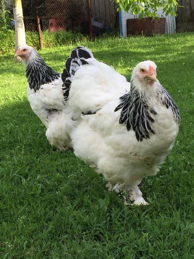 image - Brahma HD matca 2016