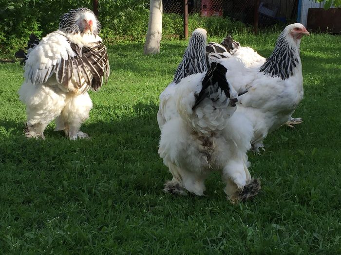 image - Brahma HD matca 2016