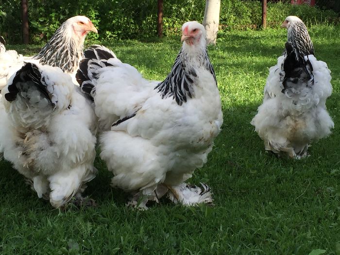 image - Brahma HD matca 2016