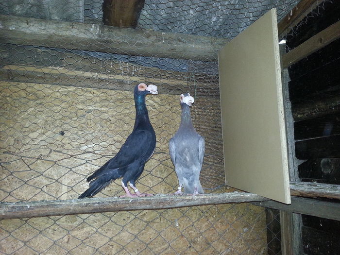 1-0 RO 2015 0-1 RO 2015 - Carieri 2016