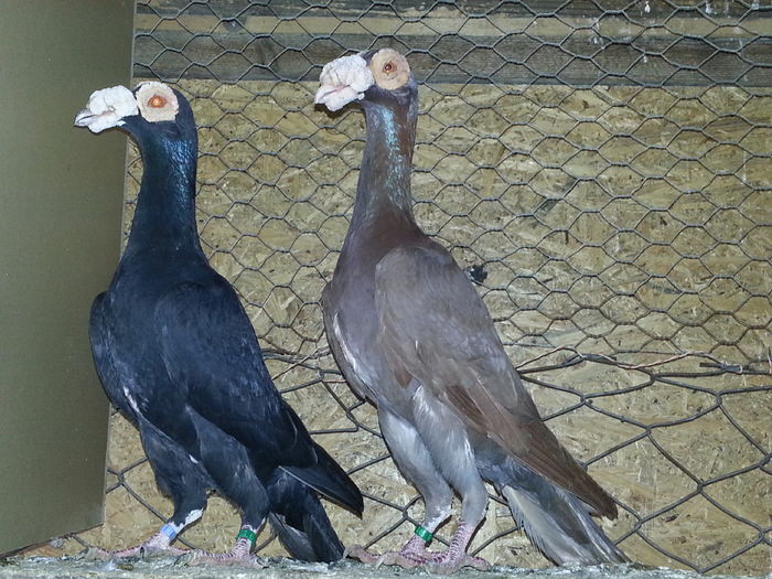 0-1 RO 2013 1-0 RO 2013