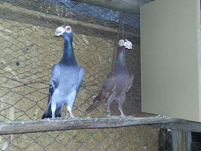 1-0 RO 2014  0-1 RO 2013