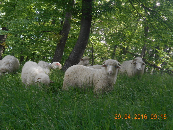 Picture 007 - oile cu miei 2016