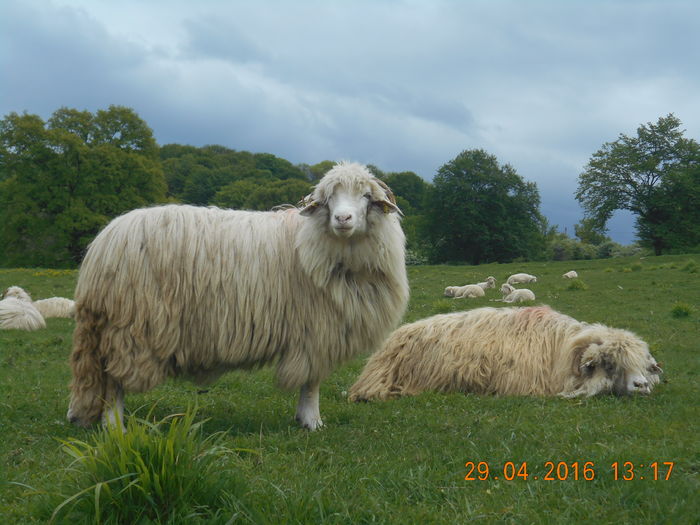 Picture 107 - oile cu miei 2016