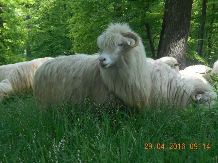 Picture 004 - oile cu miei 2016