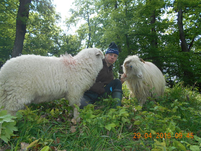 Picture 044 - oile cu miei 2016