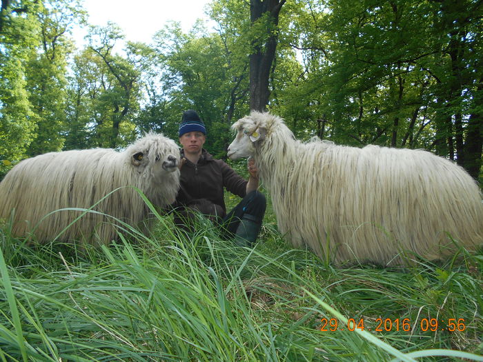 Picture 060 - oile cu miei 2016
