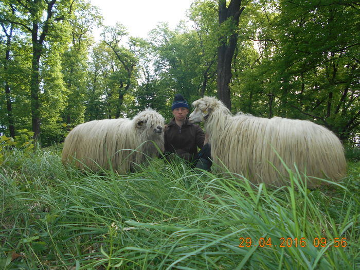Picture 061 - oile cu miei 2016