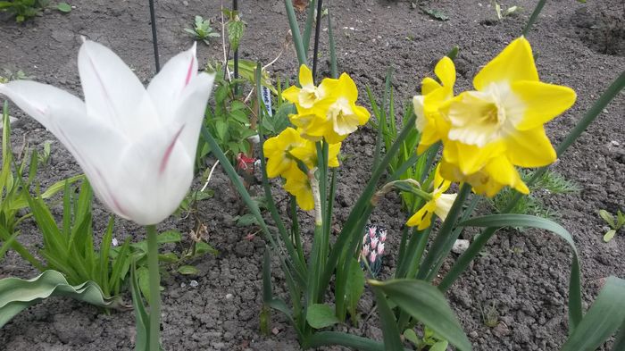 la sfarsit de aprilie... - Jurnal de Prier