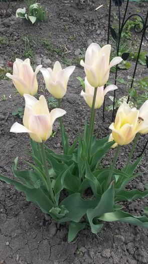 29 aprilie - Jurnal de Prier