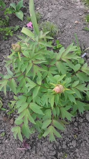 Lavender isi va deschide primele flori - Jurnal de Prier