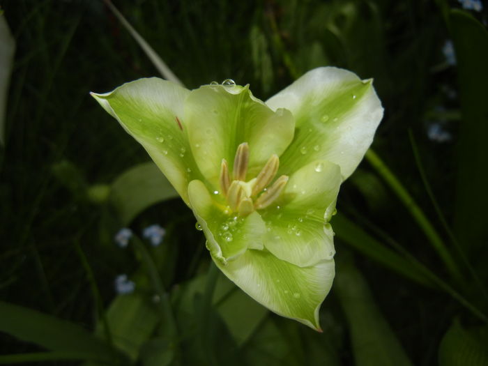 Tulipa Spring Green (2016, April 12) - Tulipa Spring Green