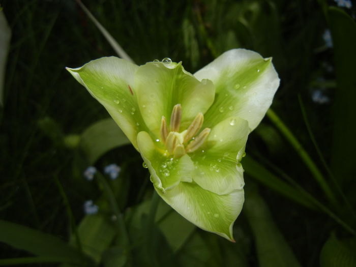 Tulipa Spring Green (2016, April 12)