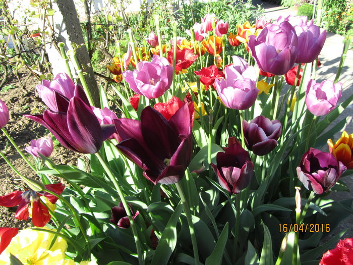 IMG_0107 - Flori de gradina-2016-Primavara