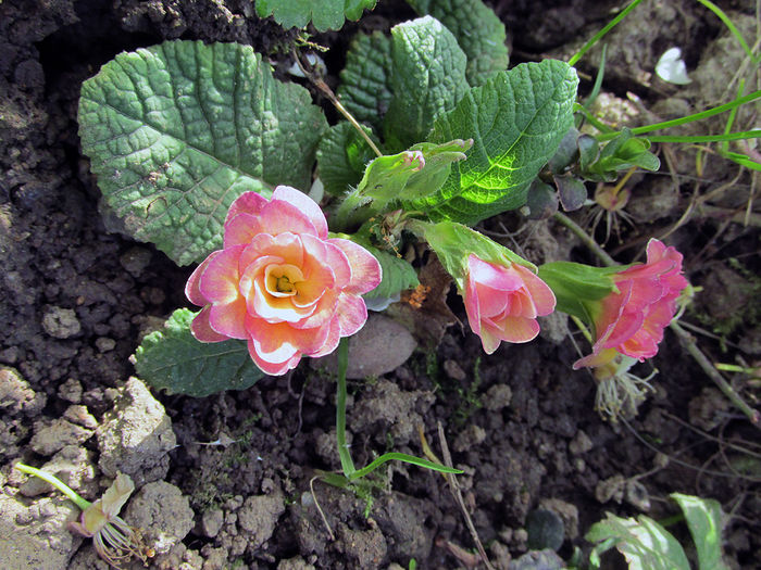 06.04.2016 Primula Ken Dearman - 2016 - My messy garden