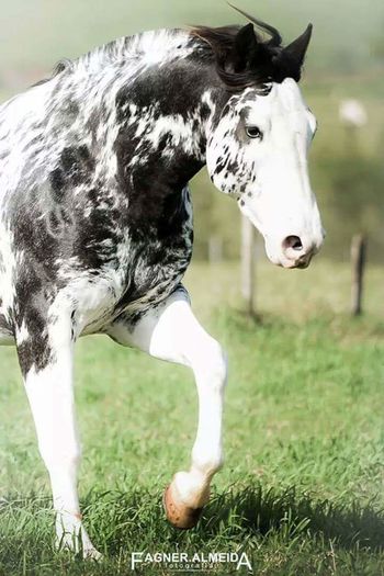 FB_IMG_1461850134869 - C Pentru cei care le plac aceste animale