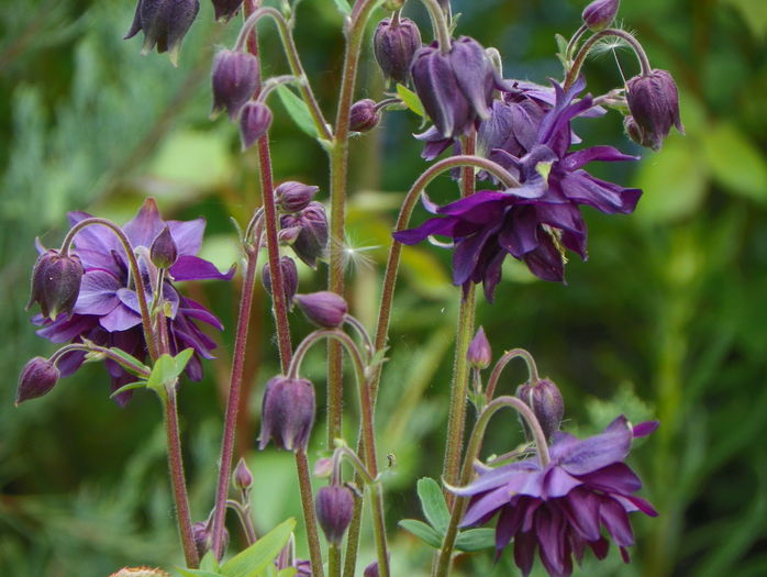 Black Barlow - Aquilegia 2016