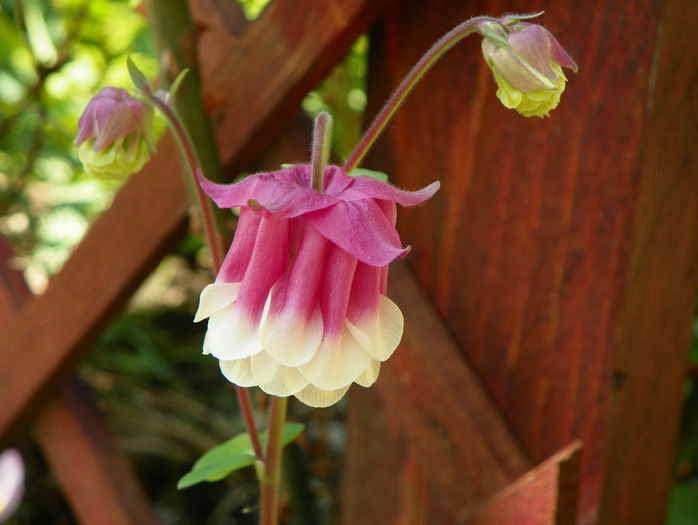 Petticoat Pink