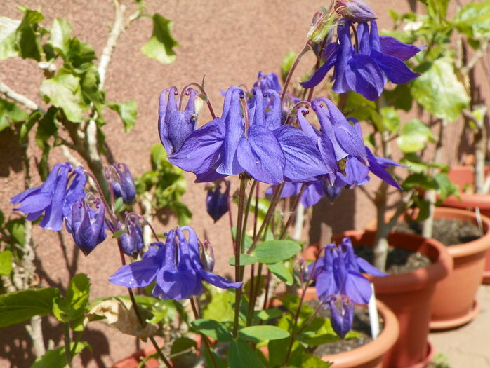 aquilegia vulgaris - Aquilegia 2016