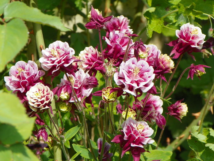 Winky Double Red & White - Aquilegia 2016