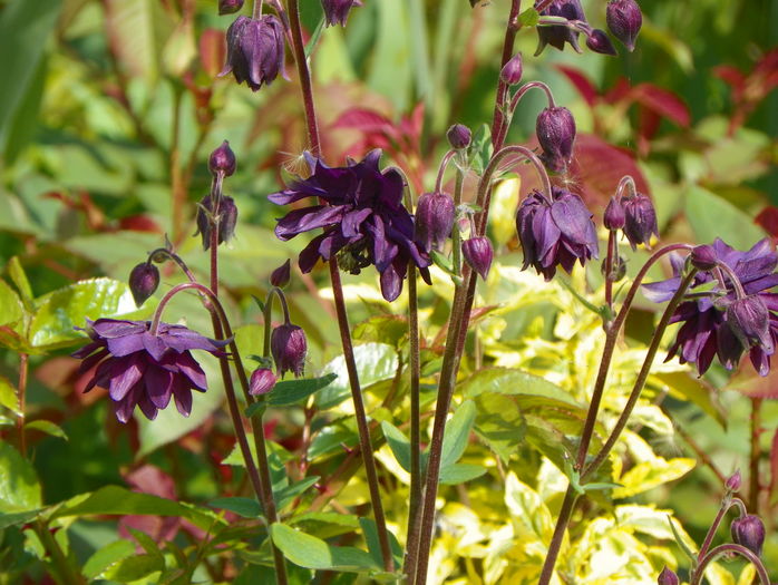 Black Barlow - Aquilegia 2016