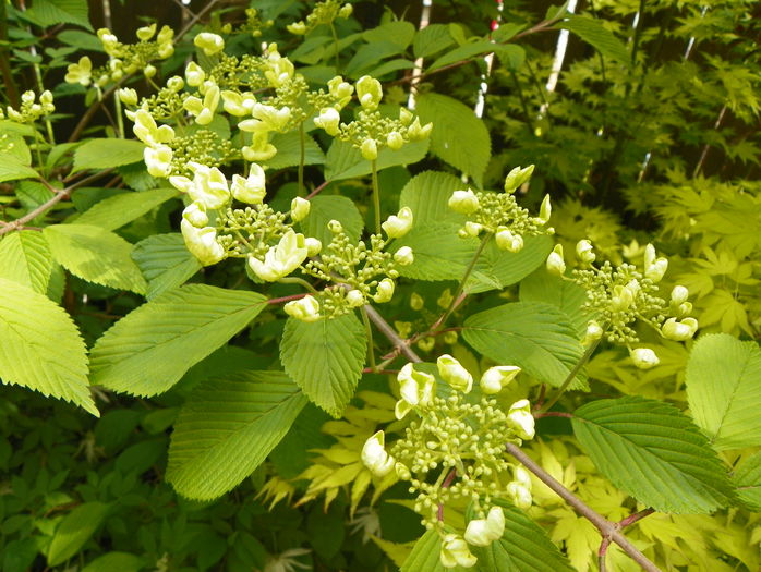 viburnum plicatum Lanarth