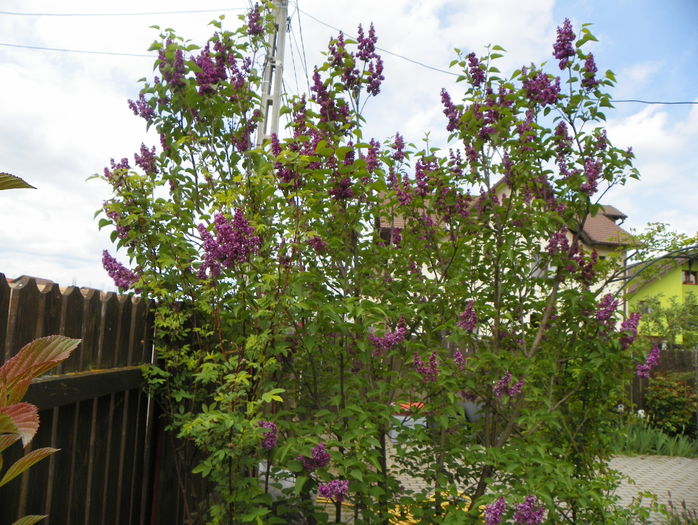 liliac Charles Joly