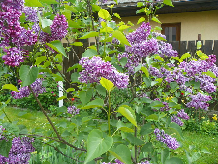 liliac Sensation