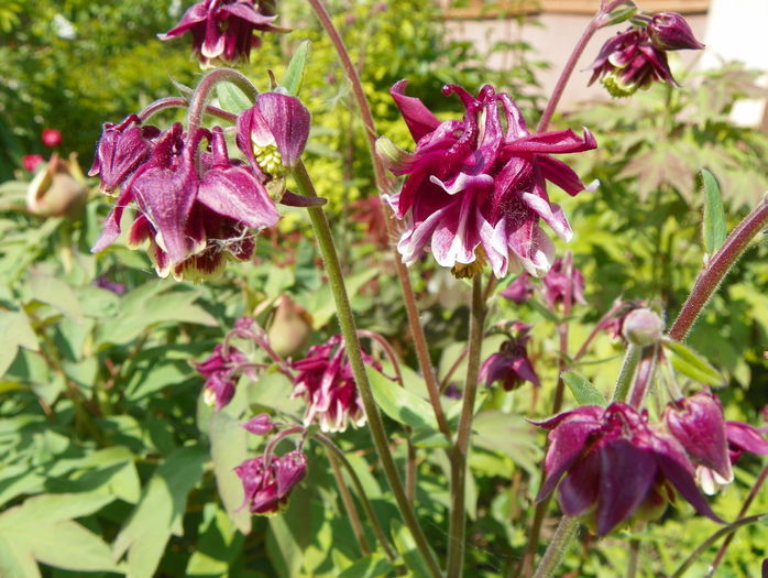 30 apr (54) - Aquilegia 2016