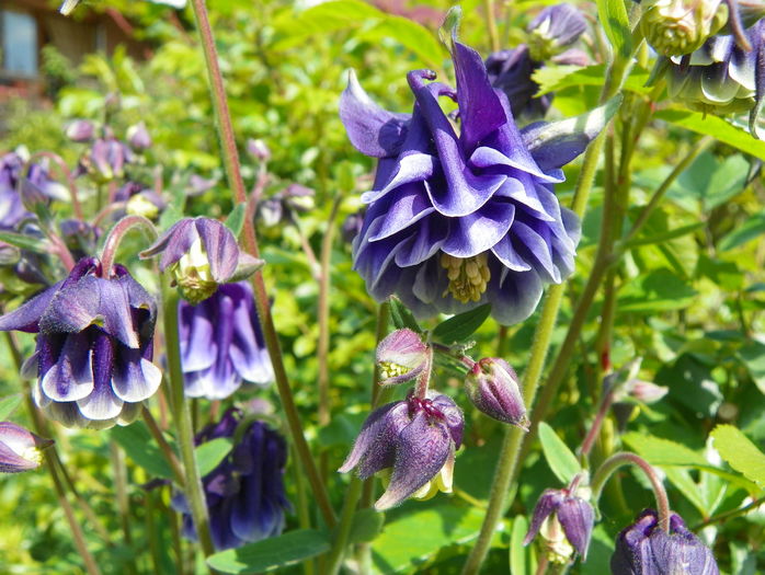 William Guiness double - Aquilegia 2016