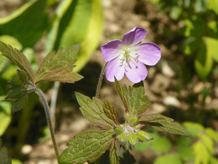 Espresso - prima floricica - Geranium 2016