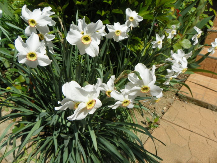 narcissus poeticus - Primavara 2016