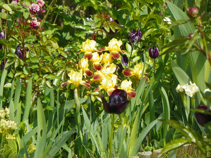 iris pumila Water Colour - Primavara 2016