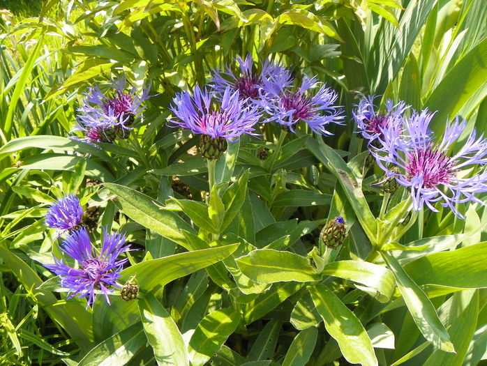 centaurea montana - Primavara 2016