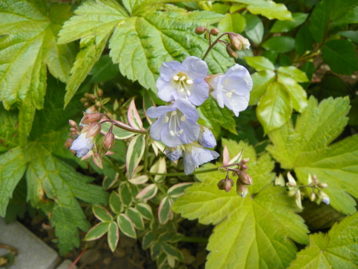 polemonium Stairway to Heaven - Primavara 2016