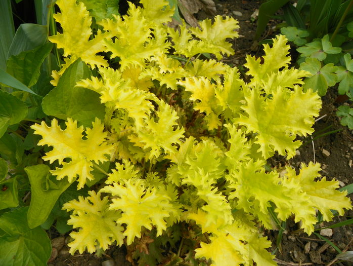 heuchera Pear Crisp