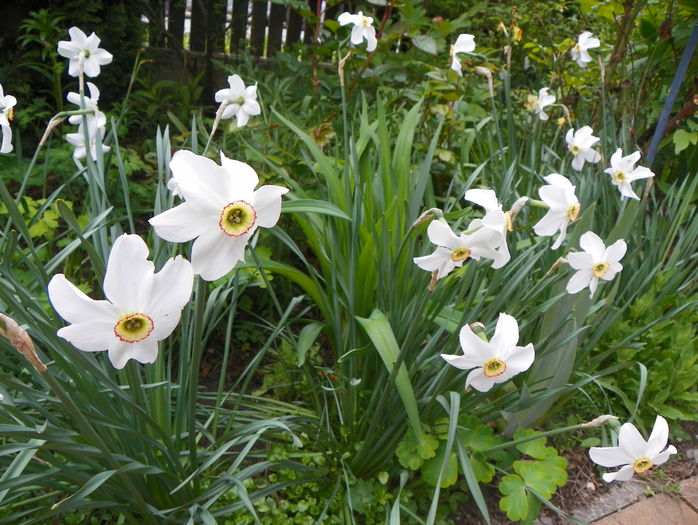 narcissus poeticus - Primavara 2016