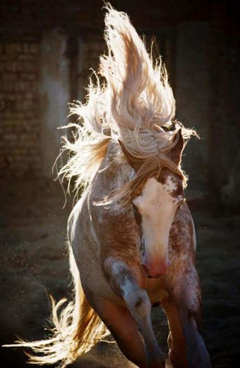 FB_IMG_1461850156038