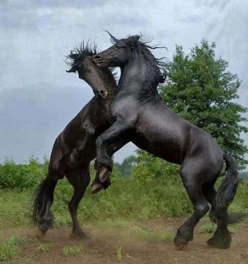 FB_IMG_1461850190052 - C Pentru cei care le plac aceste animale