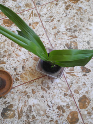 orhidee parfumata - Orhidee parfumata si cambria 2016