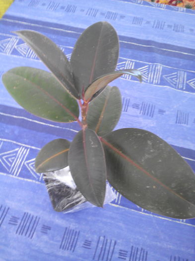 ficus pitic