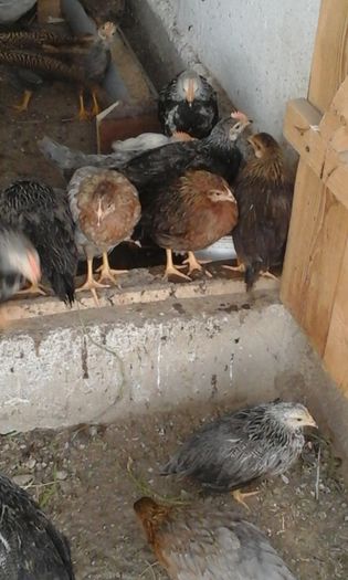 20160430_152909 - Pui gaina 2016