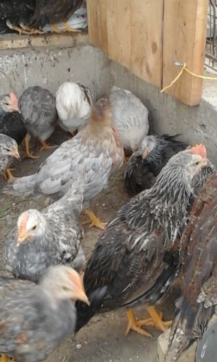 20160430_152953 - Pui gaina 2016
