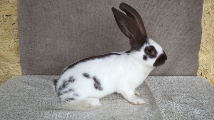 Desen lateral bun