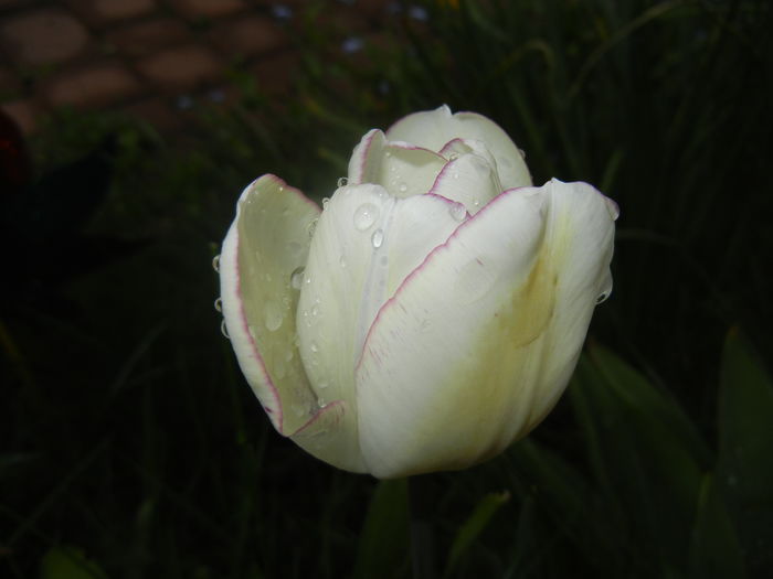 Tulipa Shirley (2016, April 12)