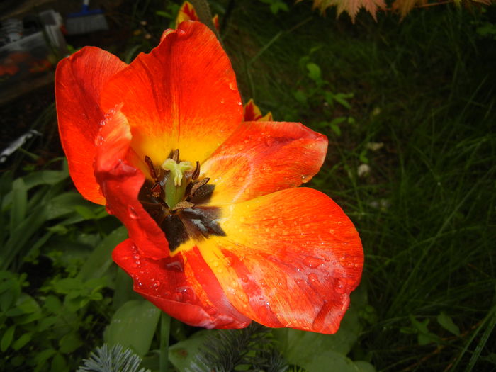 Tulipa Orange Bowl (2016, April 12) - Tulipa Orange Bowl