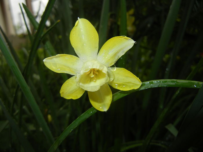 Narcissus Pipit (2016, April 11)