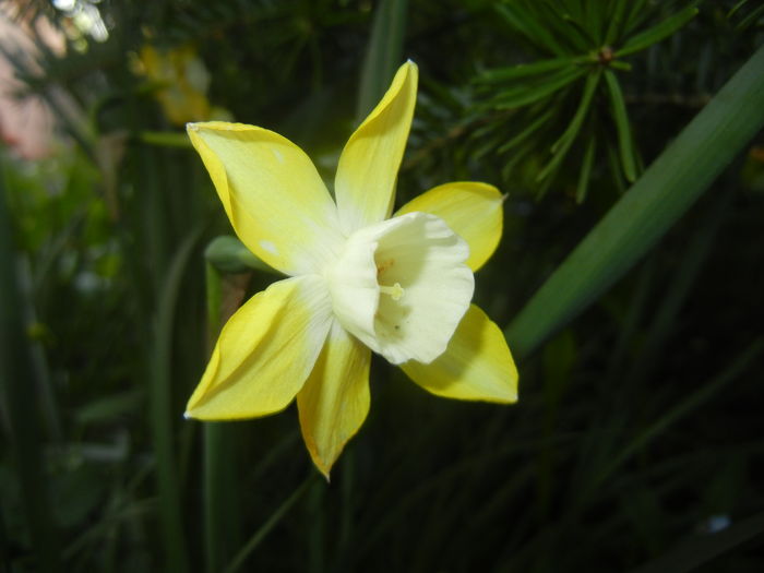 Narcissus Pipit (2016, April 13)