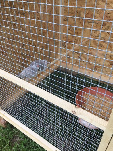 image - TURTURELE DIAMANT